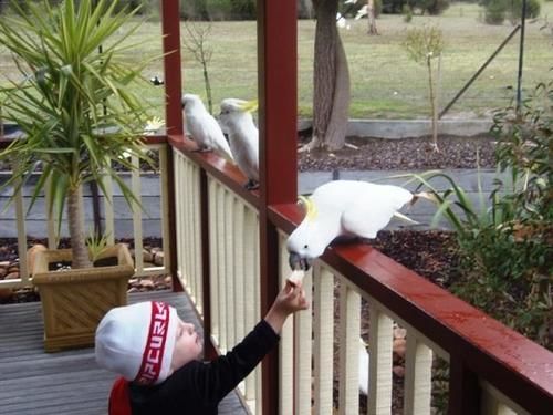 Halls Gap Valley Lodges Dış mekan fotoğraf